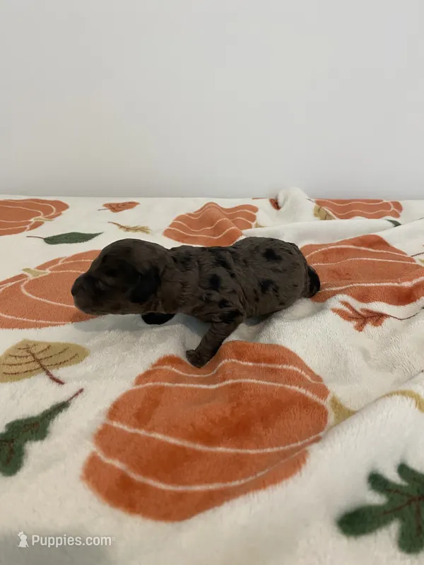 Merle Male  – Poodle - Toy  puppy for sale in Salisbury, NC
