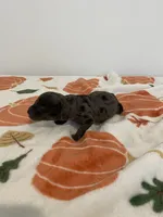 Merle Male , a male Poodle - Toy  for sale in Lexington, NC – 1 of 4