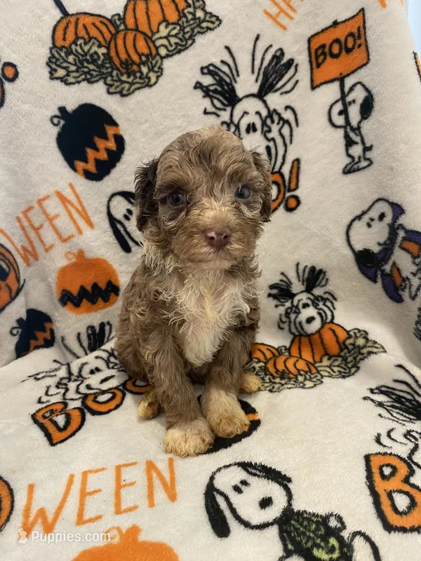 Chocolate Merle phantom  – Poodle - Miniature  puppy for sale in Lexington, NC