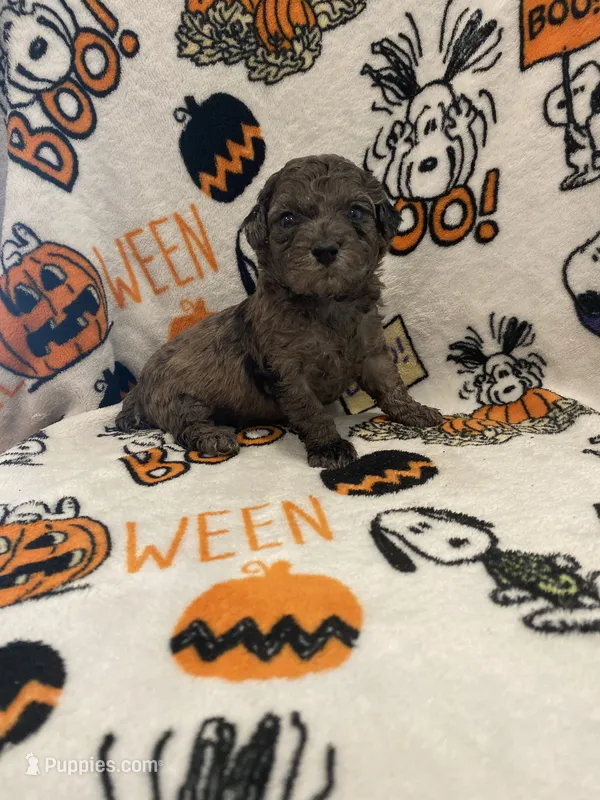 Merle #2 – Poodle - Toy  puppy for sale in Lexington, NC