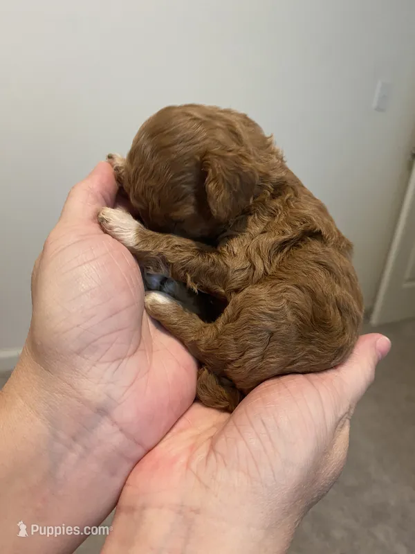 Red tuxedo – Poodle - Miniature  puppy for sale in Lexington, NC