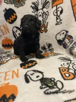 Female black ghost phantom, a female Poodle - Toy  for sale in Lexington, NC – 4 of 9
