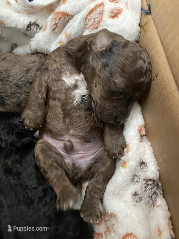 Merle Phantom  – Poodle - Toy  puppy for sale in Lexington, NC