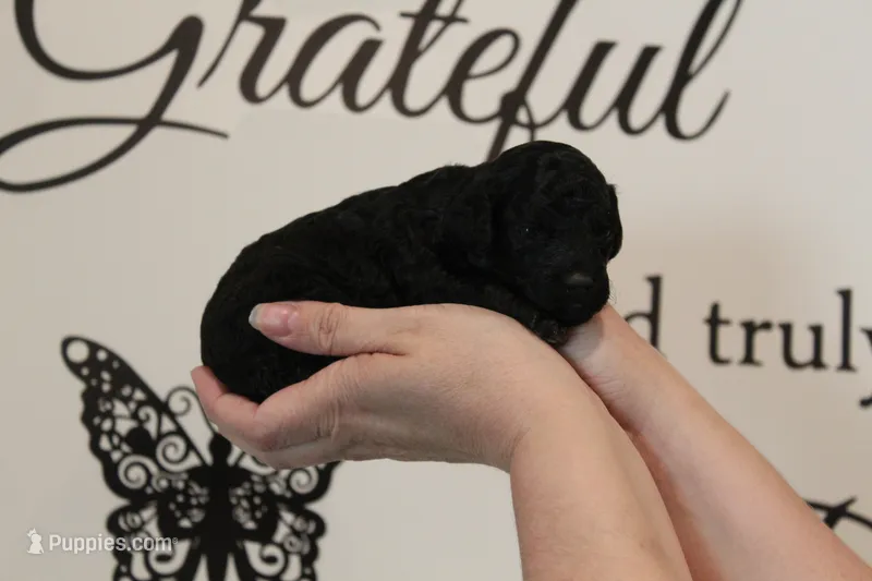 Female Phantom  – Poodle - Toy  puppy for sale in Lexington, NC