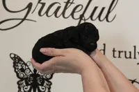Female Phantom , a female Poodle - Toy  for sale in Lexington, NC – 1 of 5