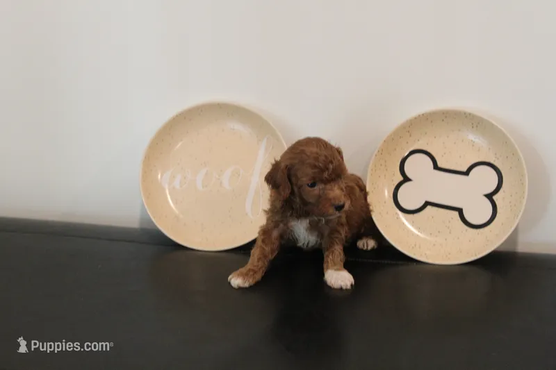 Red tuxedo – Poodle - Miniature  puppy for sale in Lexington, NC