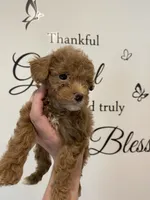 Red abstract , a female Poodle - Miniature  for sale in Lexington, NC – 6 of 10