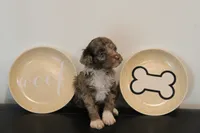 Chocolate Merle phantom , a male Poodle - Miniature  for sale in Lexington, NC – 2 of 7