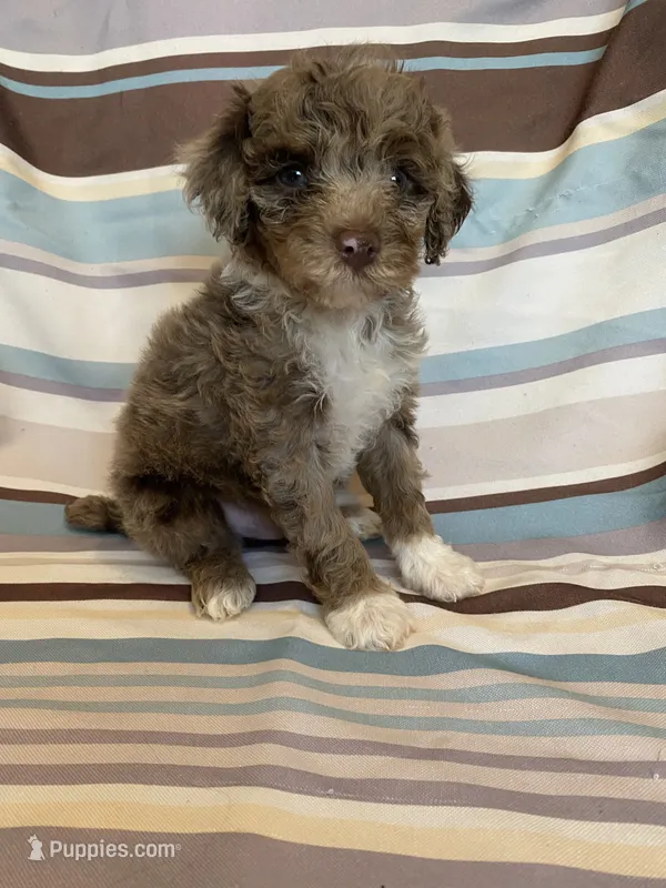 Chocolate Merle phantom  – Poodle - Miniature  puppy for sale in Lexington, NC