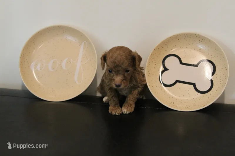 Red abstract  – Poodle - Miniature  puppy for sale in Lexington, NC