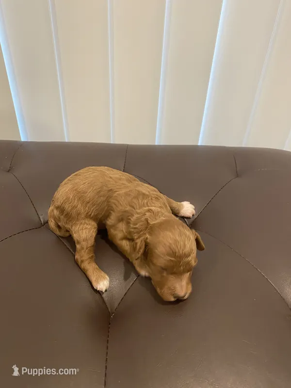 Red tuxedo – Poodle - Miniature  puppy for sale in Salisbury, NC