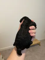 Male black , a male Poodle - Toy  for sale in Lexington, NC – 2 of 4