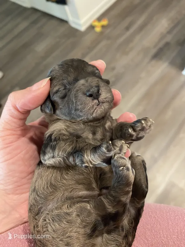 Merle Male  – Poodle - Toy  puppy for sale in Lexington, NC