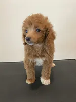 Red tuxedo, a male Poodle - Miniature  for sale in Lexington, NC – 3 of 4