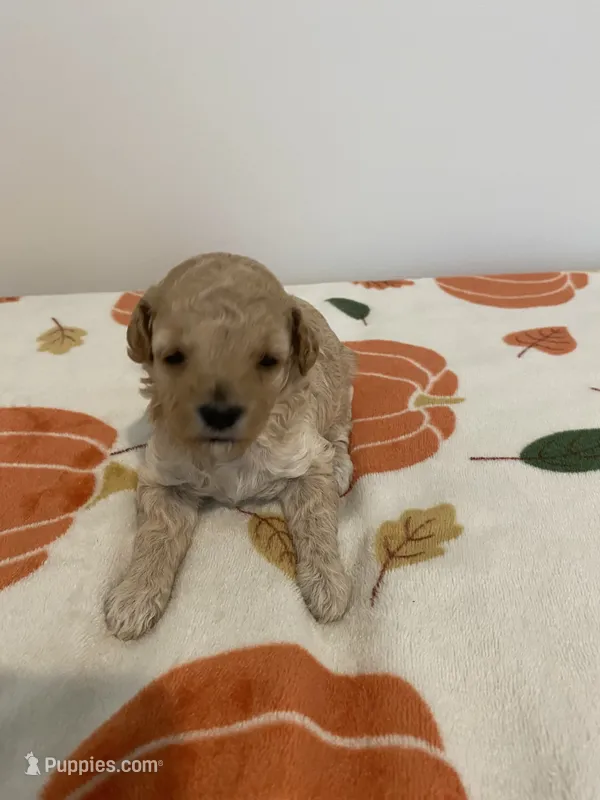 Cream abstract  – Poodle - Toy  puppy for sale in Salisbury, NC