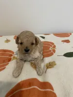 Cream abstract , a female Poodle - Toy  for sale in Lexington, NC – 1 of 7