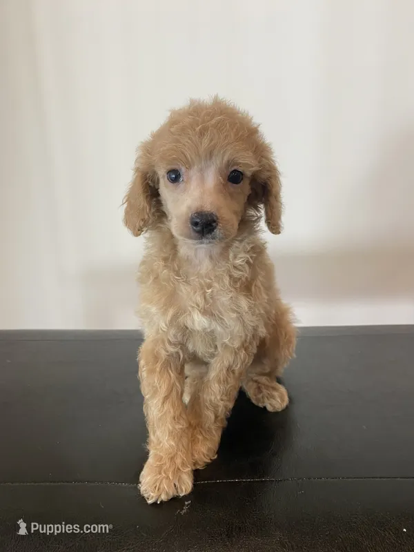 Cream female  – Poodle - Miniature  puppy for sale in Lexington, NC