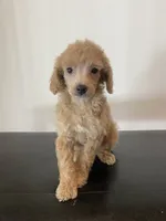 Cream female , a female Poodle - Miniature  for sale in Lexington, NC – 1 of 7
