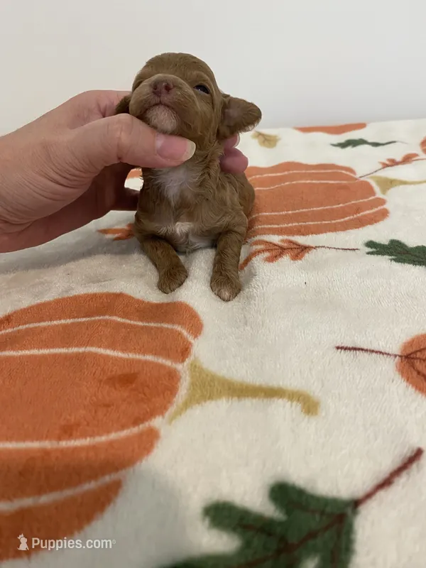 Red abstract  – Poodle - Miniature  puppy for sale in Salisbury, NC