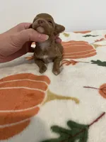 Red abstract , a female Poodle - Miniature  for sale in Lexington, NC – 1 of 4