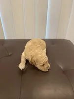 Cream abstract , a female Poodle - Toy  for sale in Salisbury, NC – 2 of 7