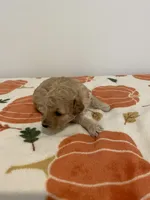 Cream abstract , a female Poodle - Toy  for sale in Lexington, NC – 4 of 7