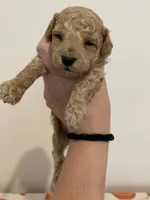 Apricot abstract, a male Poodle - Toy  for sale in Lexington, NC – 2 of 5