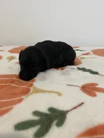 Black abstract , a male Poodle - Miniature  for sale in Lexington, NC – 2 of 2
