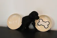Black abstract , a male Poodle - Miniature  for sale in Lexington, NC – 2 of 3