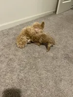Dark Apricot, a male Poodle - Toy  for sale in Lexington, NC – 3 of 5