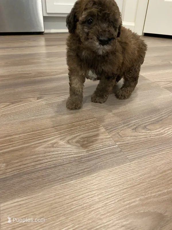 Merle #1 – Poodle - Toy  puppy for sale in Lexington, NC