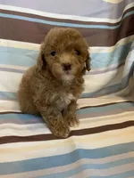 Red abstract , a female Poodle - Miniature  for sale in Lexington, NC – 9 of 10