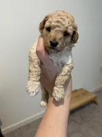Apricot , a female Poodle - Toy  for sale in Lexington, NC – 2 of 6