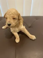 Apricot abstract, a male Poodle - Toy  for sale in Salisbury, NC – 4 of 6