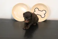 Chocolate phantom , a male Poodle - Miniature  for sale in Lexington, NC – 5 of 5