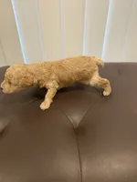 Apricot abstract, a male Poodle - Toy  for sale in Salisbury, NC – 3 of 6