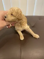 Apricot abstract, a male Poodle - Toy  for sale in Salisbury, NC – 5 of 6