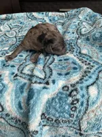Merle Male , a male Poodle - Toy  for sale in Salisbury, NC – 4 of 6