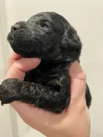 Female black ghost phantom, a female Poodle - Toy  for sale in Lexington, NC – 9 of 9