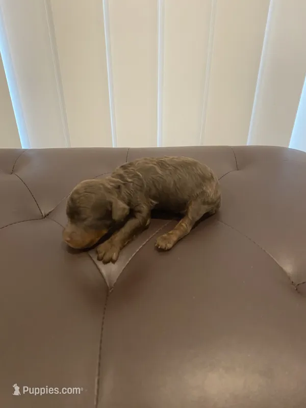 Chocolate phantom  – Poodle - Miniature  puppy for sale in Salisbury, NC