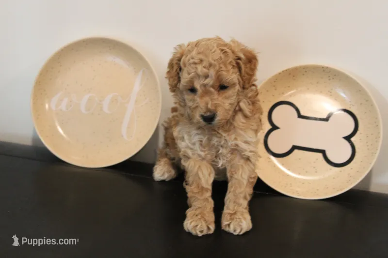 Dark Apricot – Poodle - Toy  puppy for sale in Lexington, NC
