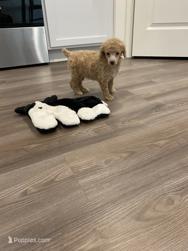 Cream female  – Poodle - Miniature  puppy for sale in Lexington, NC