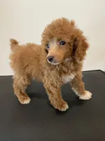 Red tuxedo, a male Poodle - Miniature  for sale in Lexington, NC – 4 of 4
