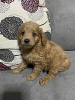Red  , a male Cavalier King Charles Spaniel and Poodle - Miniature  for sale in Salisbury, NC – 2 of 3