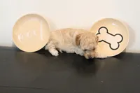 Apricot , a female Poodle - Toy  for sale in Lexington, NC – 2 of 3