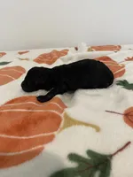 Male black , a male Poodle - Toy  for sale in Lexington, NC – 2 of 3