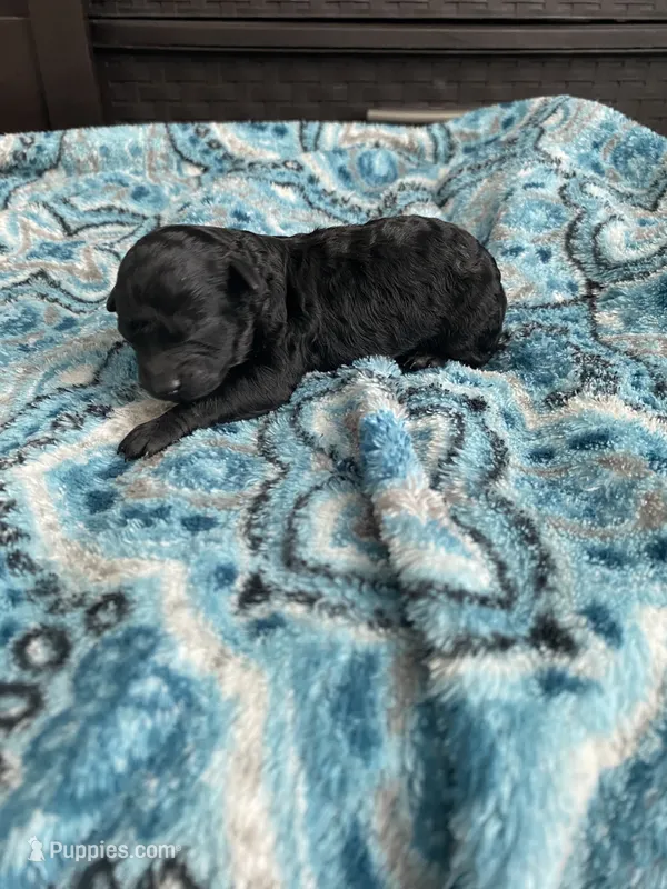 Male black  – Poodle - Toy  puppy for sale in Salisbury, NC