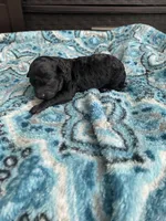 Male black , a male Poodle - Toy  for sale in Salisbury, NC – 1 of 7