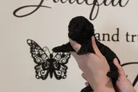 Female Phantom , a female Poodle - Toy  for sale in Lexington, NC – 2 of 5