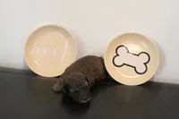 Merle #1, a male Poodle - Toy  for sale in Lexington, NC – 2 of 5